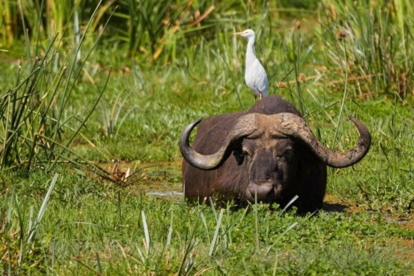 Lake Manyara park - Image 4