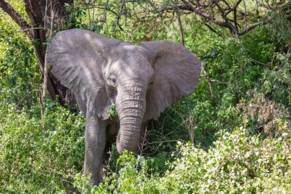 Lake Manyara park - Image 6
