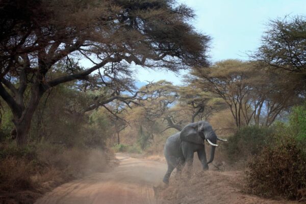 Lake Manyara park - Image 5