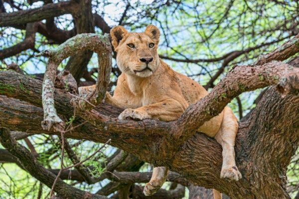 Lake Manyara park - Image 9