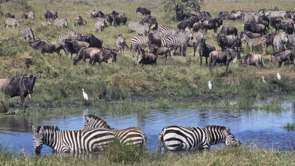 5 Days / 4 Nights of Timeless Beauty | Tarangire, Manyara, Ngorongoro