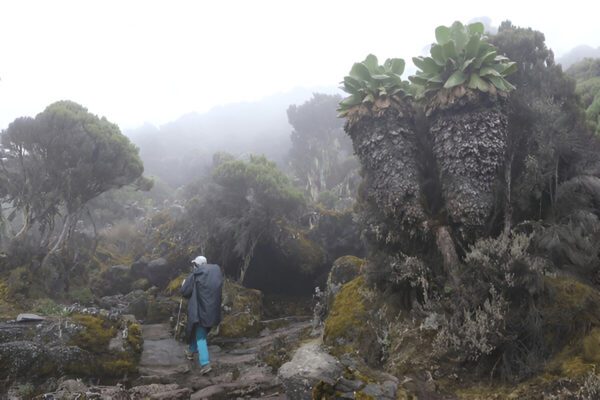 5-Days/ 4 Nights Marangu Route - Image 6