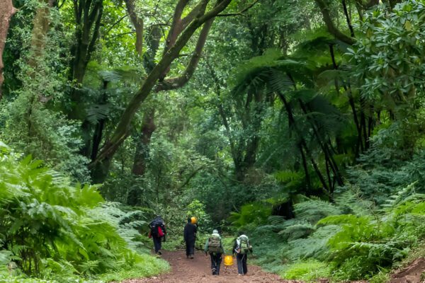 5-Days/ 4 Nights Marangu Route - Image 5