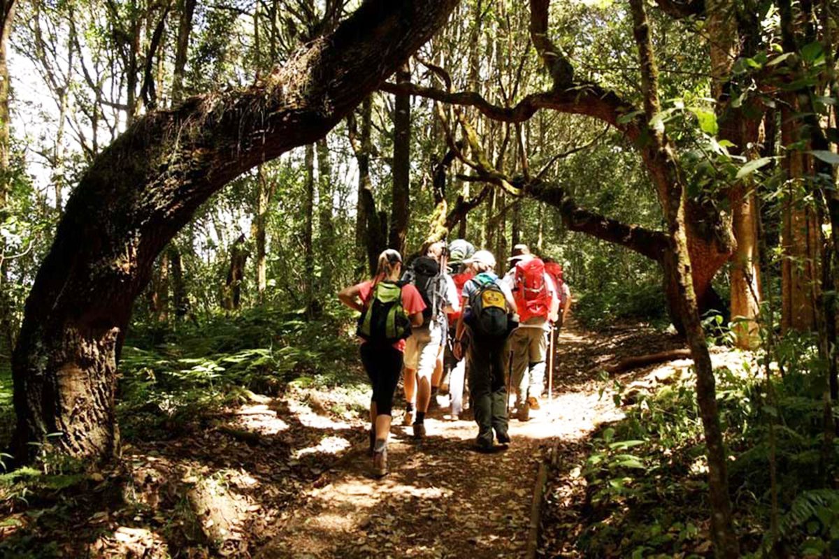 the-forest-zone-route-kilimanjaro copy the-forest-zone-route-kilimanjaro copy